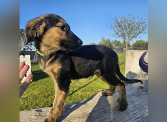 KAIKO ❤️ süüüüßer Wuschel, Pflegefamilie Kevelaer