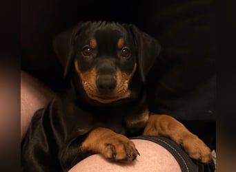 Deutsche Pinscher Welpen