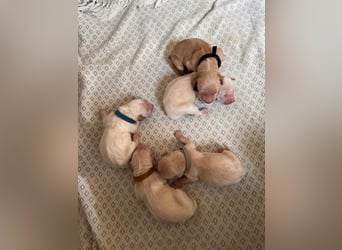 Golden Retriever Welpen