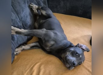 Süße Labradorwalmaraner/ American bully (pocket) Mix