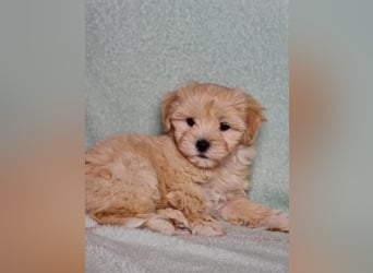Maltipoo welpe rüde