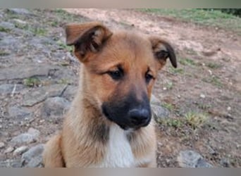 Joriz, ein verspieltes Hundekind auf der Suche nach einem Zuhause fürs Leben