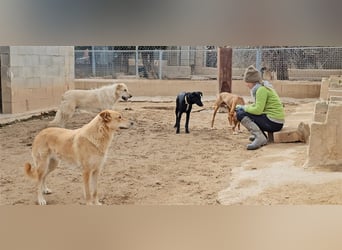 Wunderschöne BRISA hat liebe Familie verdient