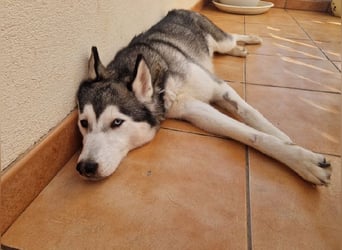 Eve, ein Leben auf dem Balkon ;-(   , fast  2 Jahre lang