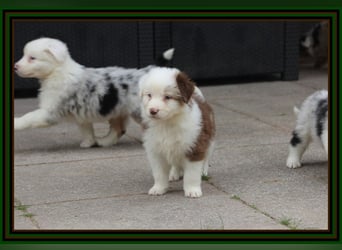 Australian Shepherd - Traumwelpen -KEINE Arbeitslinie-aus langjähriger Familienaufzucht.