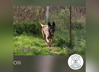 Olli: Liebenswertes Herz auf vier Pfoten