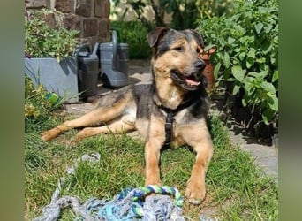 Beny, Schäferhund Mischling