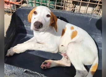 Bracken-Bub ♥Tilly♥ ein wahrer Sonnenschein sucht seine PS oder ES