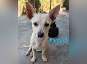 Cactus1 01/2024 (ESP) - verspielter, kleiner Chihuahua-Mix!