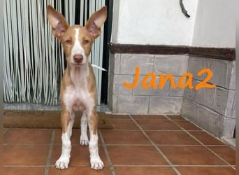 Jana2 geb. 03/2025 (ESP) - süße Podenco Ibicenco Welpin!
