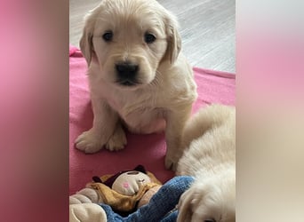 Golden Retriever Welpen abzugeben