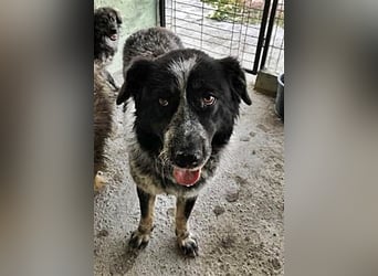 Ruby, lieb und gutmütig