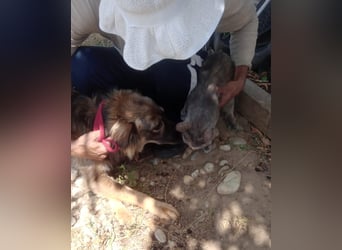 MAX - Traumhund sucht Traumzuhause