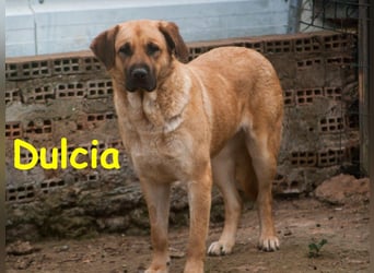 Dulcia 12/2019 (ESP) - sanftmütige, schüchterne Hündin sucht einfühlsames Zuhause!