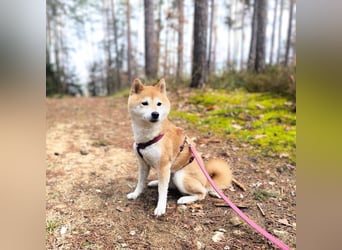 Ella - die Shiba Inu-Omi