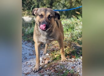 Good-Boy LINO❤️zutraulich, sozial & aufgeschlossen