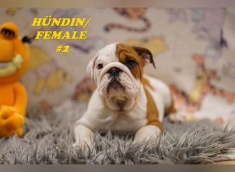 Bezaubernde  & Freiatmende Englische Bulldogge Babys auf Familiensuche