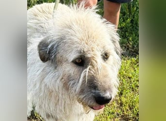 Monty – sanftmütiger, weiser, großer Bub sucht seine Menschen