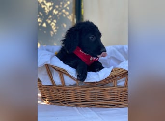 Bari LM - Zuhause gesucht – Neun kleine Hundekinder auf großer Mission