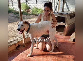 Gazul 06/2019 (ESP) - charismatischer und sozialer Boxer-Herdenschutz Mix!