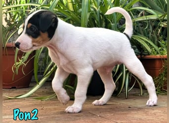 Pon2 02/2025 (ESP) - menschenbezogener, süßer Podenco-Bodeguero Mix Welpe!