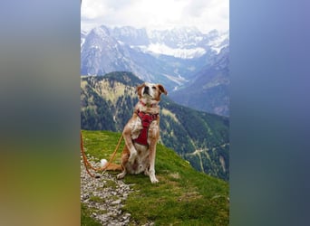 Michel - Ein treuer Begleiter, der die Nähe zu Menschen liebt