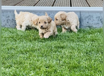 Wunderschöne Maltipoo Welpen!!! (Malteser/Zwergpudel)