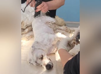 Teddy ❤️ lieb, aktiv - Malteser-Mix Rüde