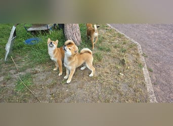 Shiba inu Welpen.   vom Haus Joe   ,Liebhaberzucht