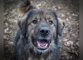 Freundlicher HAGRID-sanft, mit großen Herzen für Menschen will endlich raus aus dem Tierheim