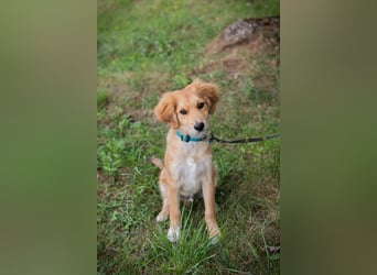 Welpe Chip-Nr. 237089 - wenn ich groß bin möchte ich ein richtiger Familienhund sein!