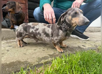 Mazli, geboren 01.10.2022, 22cm sucht seine Menschen