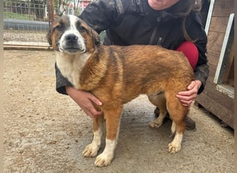 ♥TIM♥ wunderschöner, verschmuster, total aufgeschlossener Junior 43 cm (wachsend)