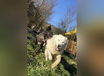Moon - schneeweißer Husky