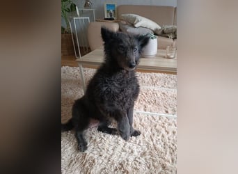 Teddy sucht ihr Happy End (56357 Pohl)