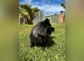 Pomeranians Magic Merlin und Chinita suchen gemeinsames Zuhause