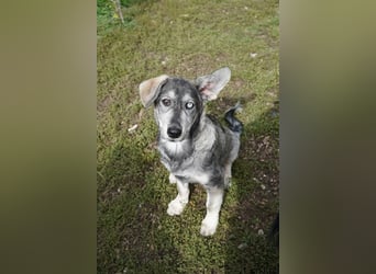 Bob, bildhübscher, verspielter Husky Mix Welpe