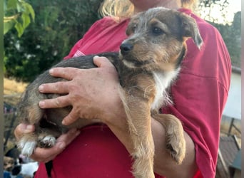 Patrik, geboren 10.04.2025, 24cm sucht seine Chance