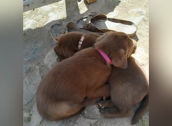 Reinrassige Labradorwelpen