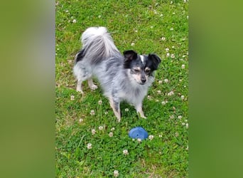 Zauberhafte Pomchi Rüden