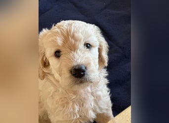 Wunderschöne Goldendoodle-Mix Welpen