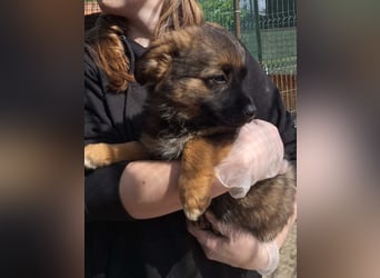 ⭐️MARILU⭐️, Hündin, 3 Monate, 23 cm, Mischling, Tierschutz