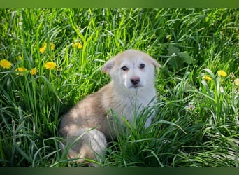 Welpe SCHNUGGI - das verspielte und fröhliche Hundekind freut sich auf seine eigene Familie
