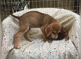 Peanut möchte bald in sein eigenes Zuhause umziehen