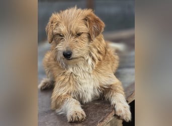 Kleine LOUISE braucht ein Zuhause!