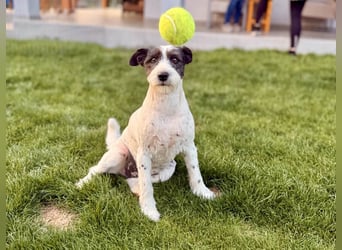 Süße Daisy sucht ihr eigenes Körbchen