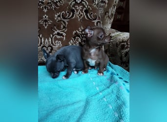 Reinrassige Chihuahua Welpen, Papiere, verkaufen