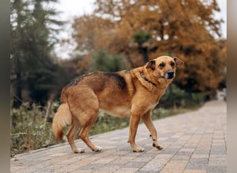 Tolle Gerda sucht liebevolles Zuhause