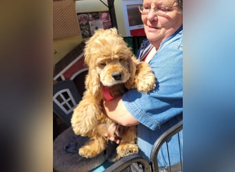 kuschlige Gioja, ein Hund für's Herz (Tierschutz)