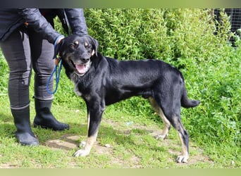 Tiago  - Schäferhund-Mix, lieb und verträglich